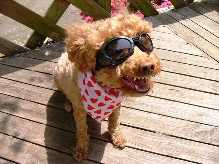 cockapoo puppy costume halloween