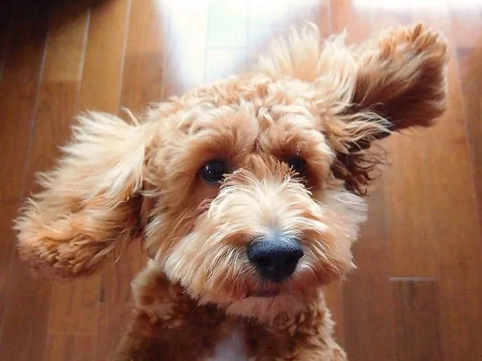 Wavy Cockapoo Puppy Ears