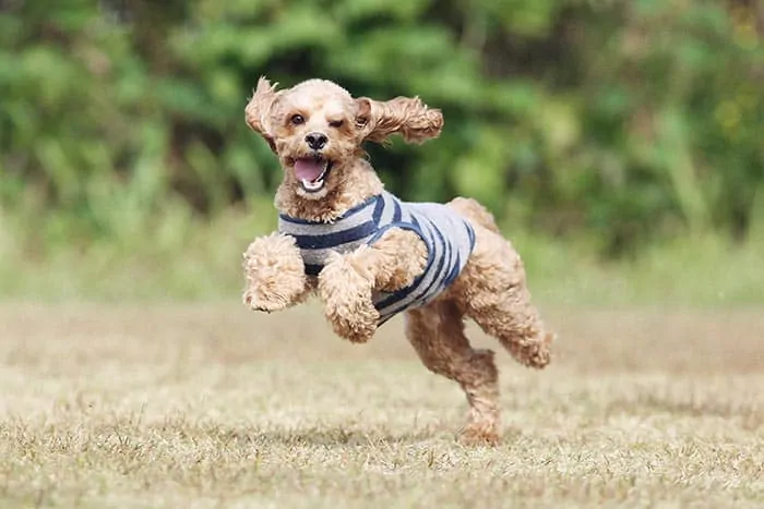 happy cockapoo puppy running