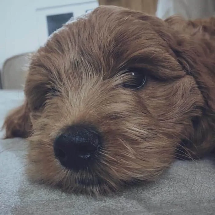 sleeping cockapoo puppy