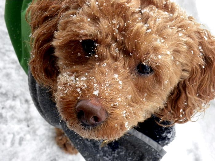 cockapoo puppy in the snow