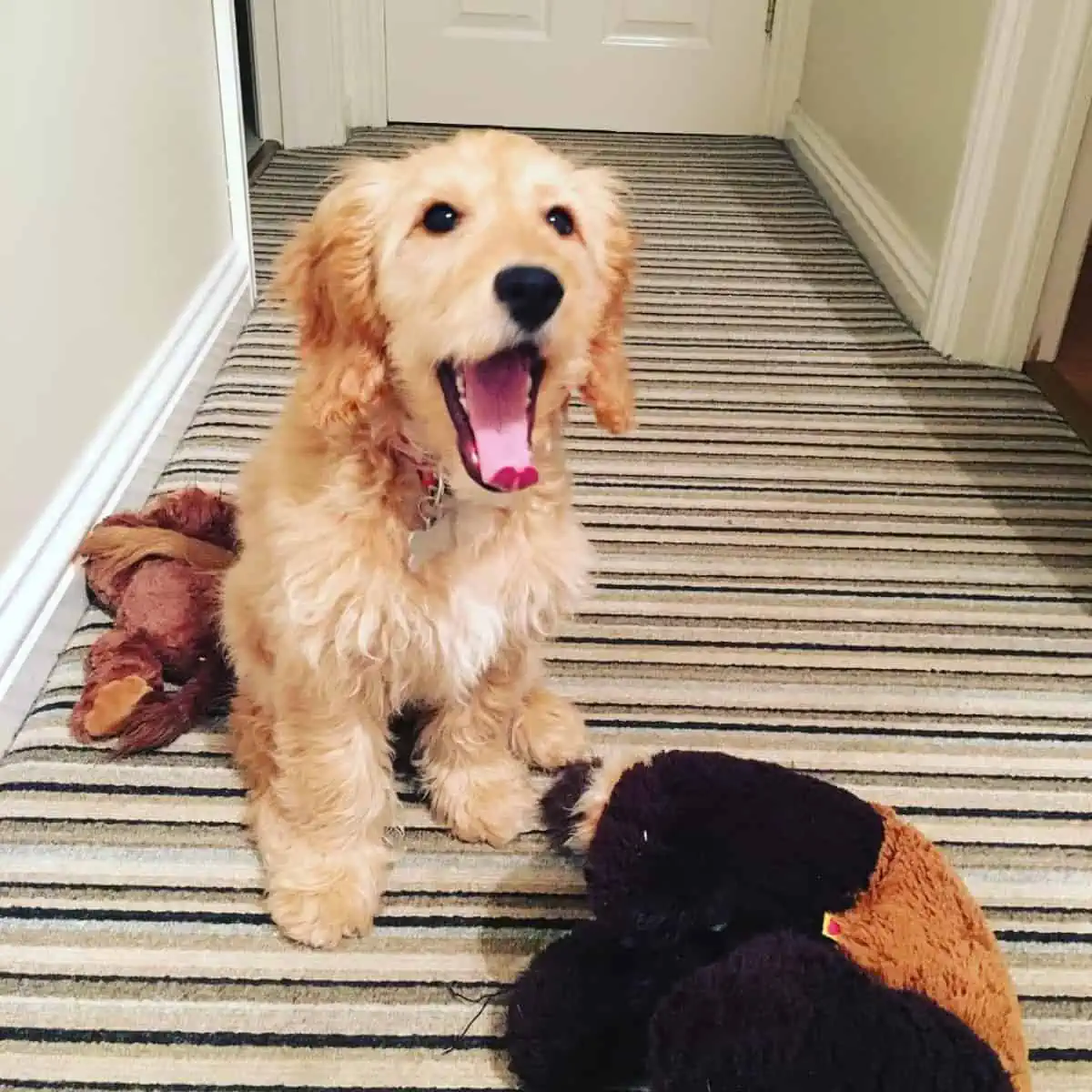 Cockapoo puppy yawns