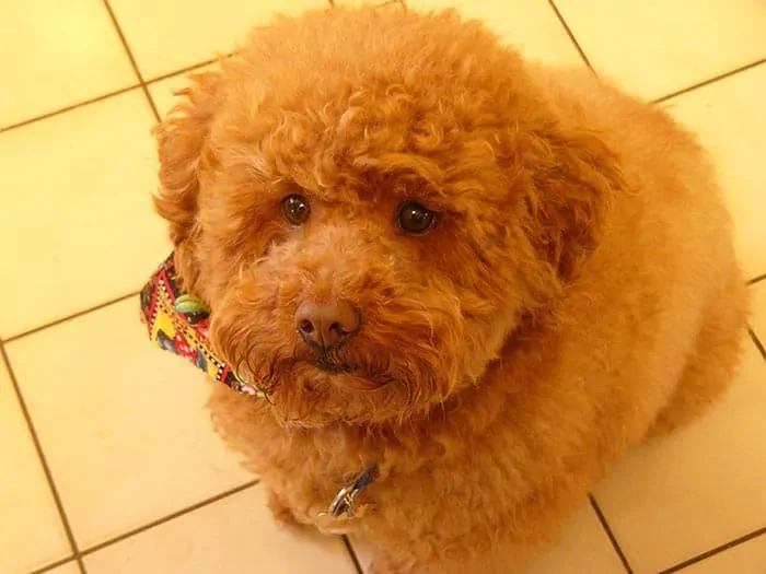 wavy fluffy cockerpoo puppy