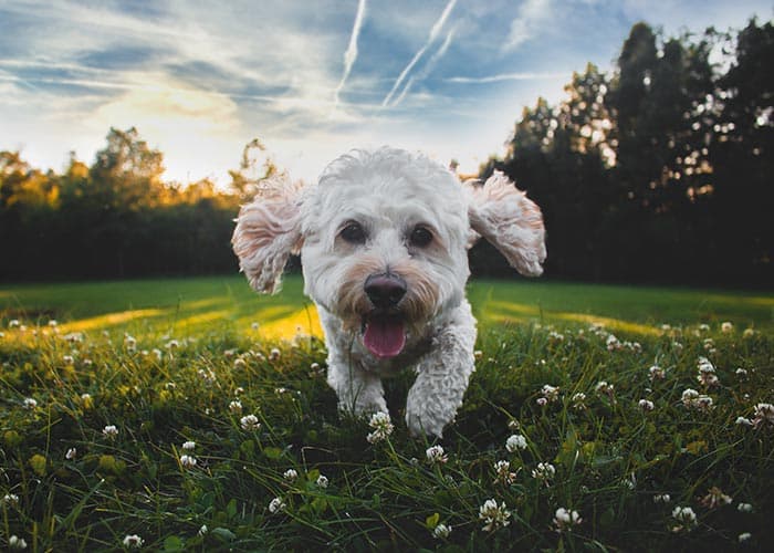happy outdoor cockerpoo puppy