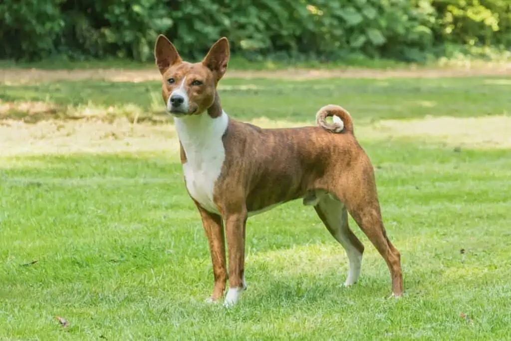 Basenji 