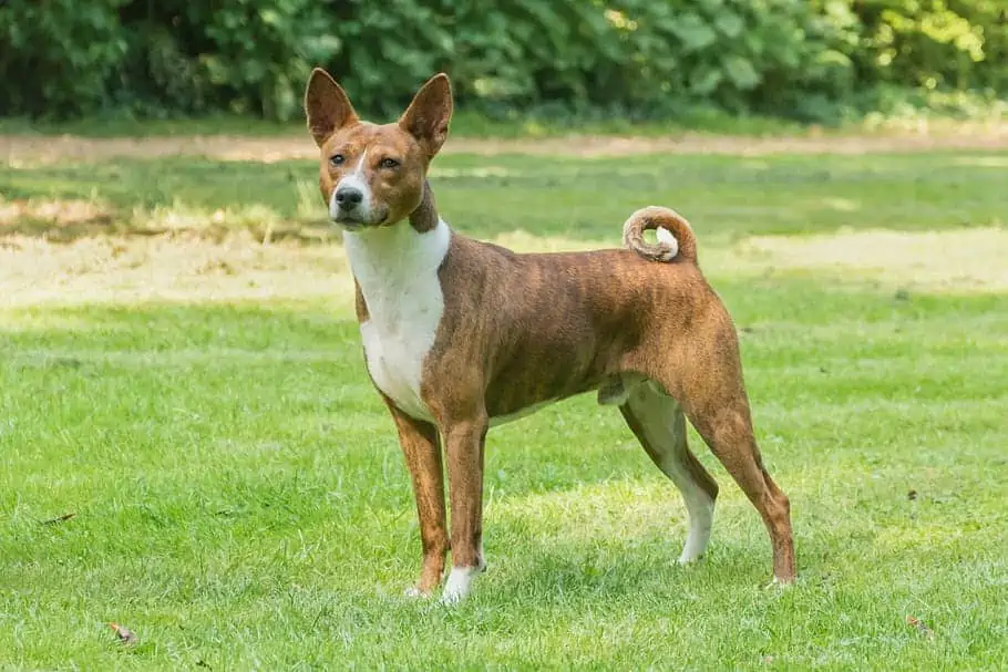 basenji