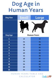 Calculator: Dog Years For Small Dogs? Conversion Table And Best Dog To ...