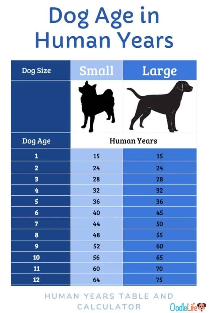How old is a 0 year old dog in dog years?