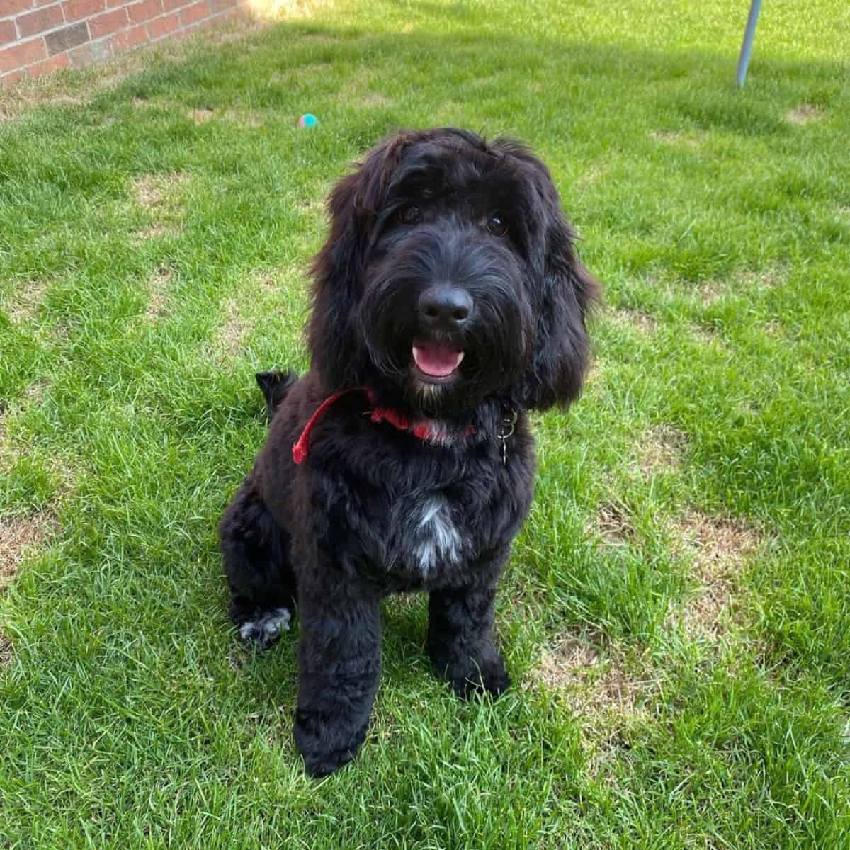 freshly groomed Cockapoo puppy