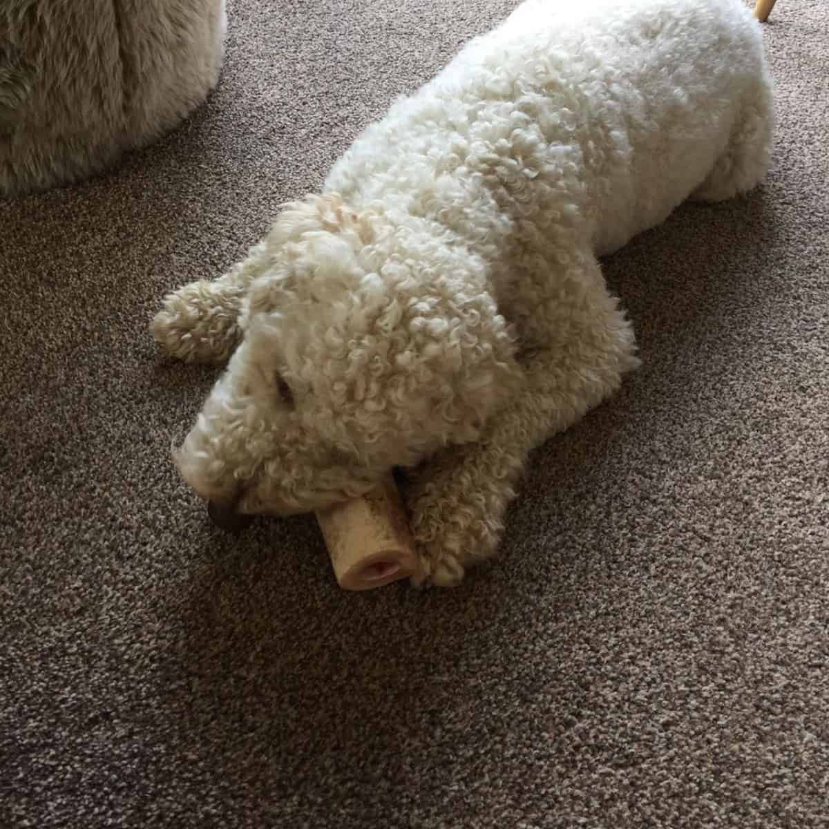 Goldendoodle chews bone alone