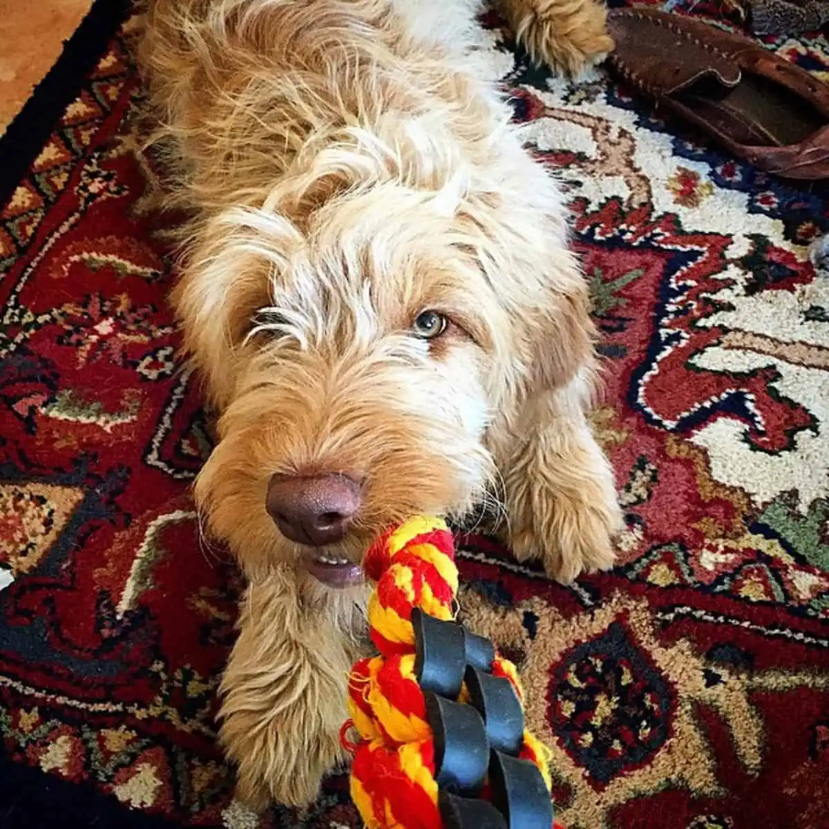 Goldendoodle plays with owner