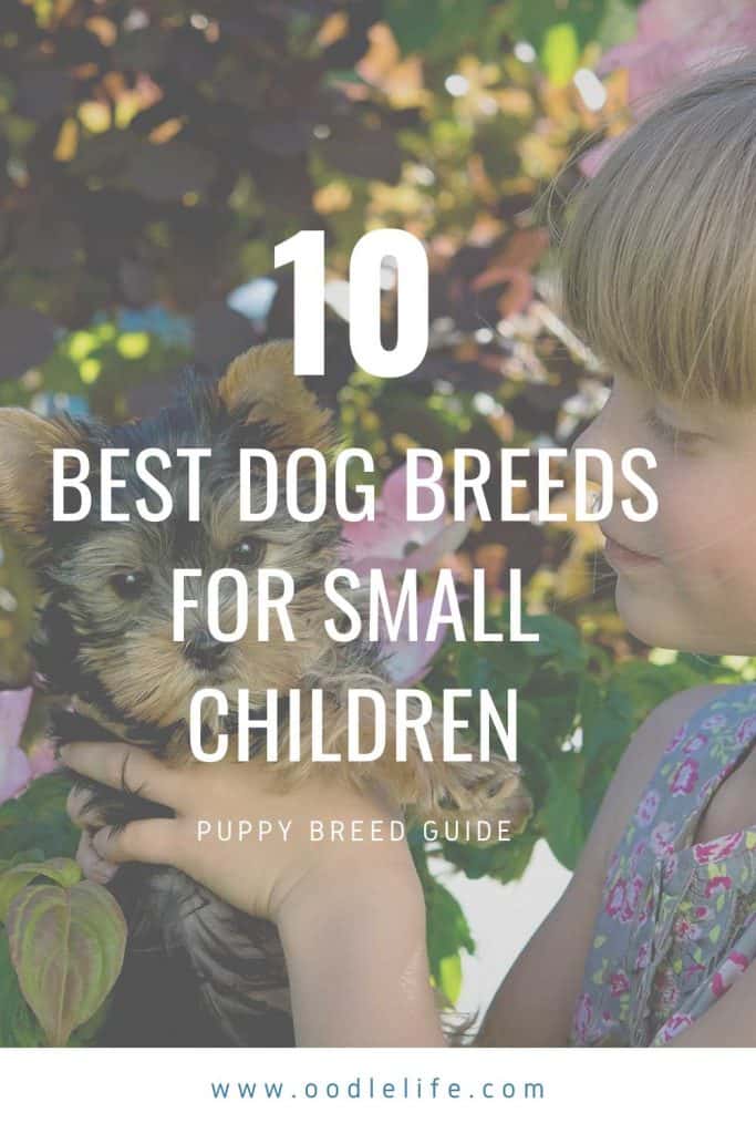 good dogs for small child