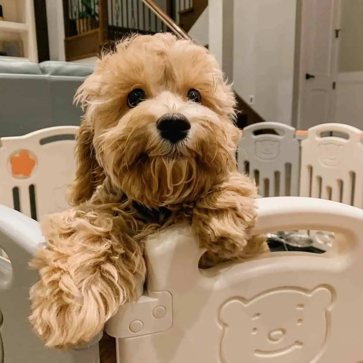 jumping Cockapoo over playpen