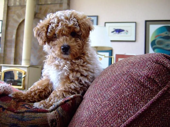 cute mini cockapoo puppy