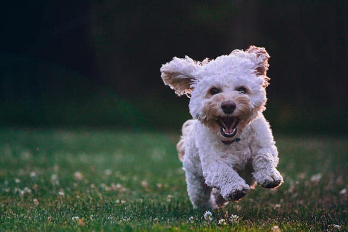 Mini cockapoo puppy running outside in the grass