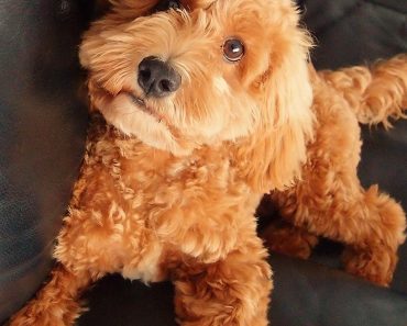 Mini Cockapoo On Couch Wavy Red Golden Autumn