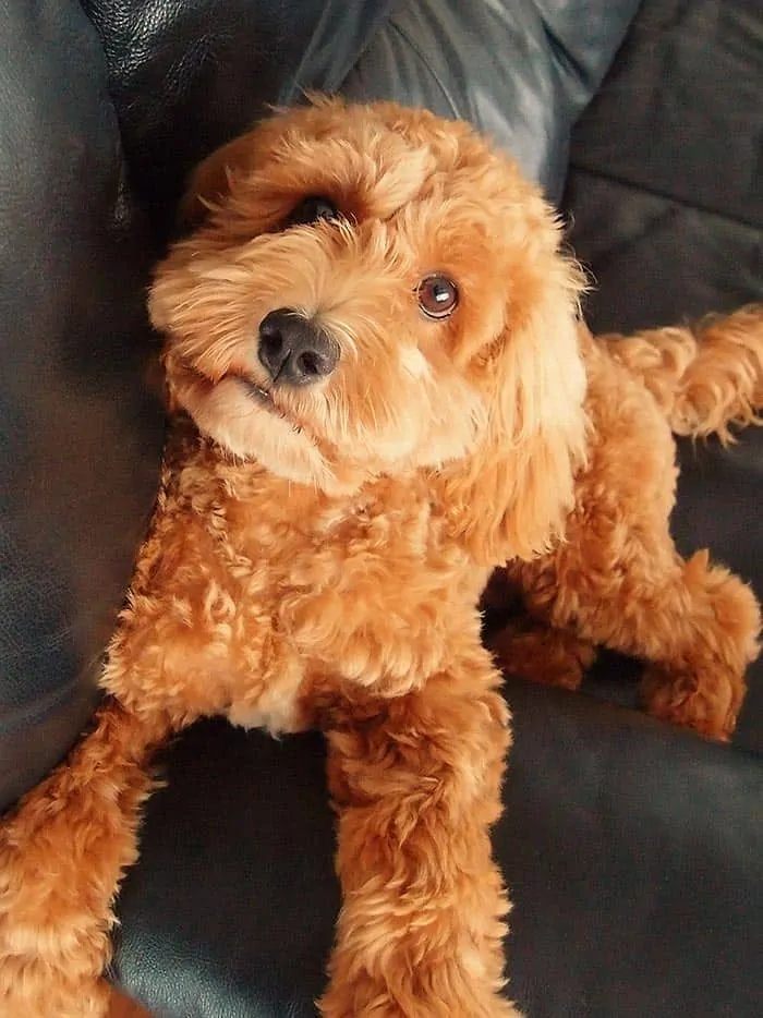 Mini Cockapoo On Couch Wavy Red Golden Autumn