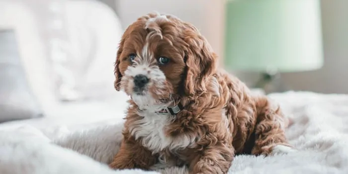 parti multi colour cavapoo