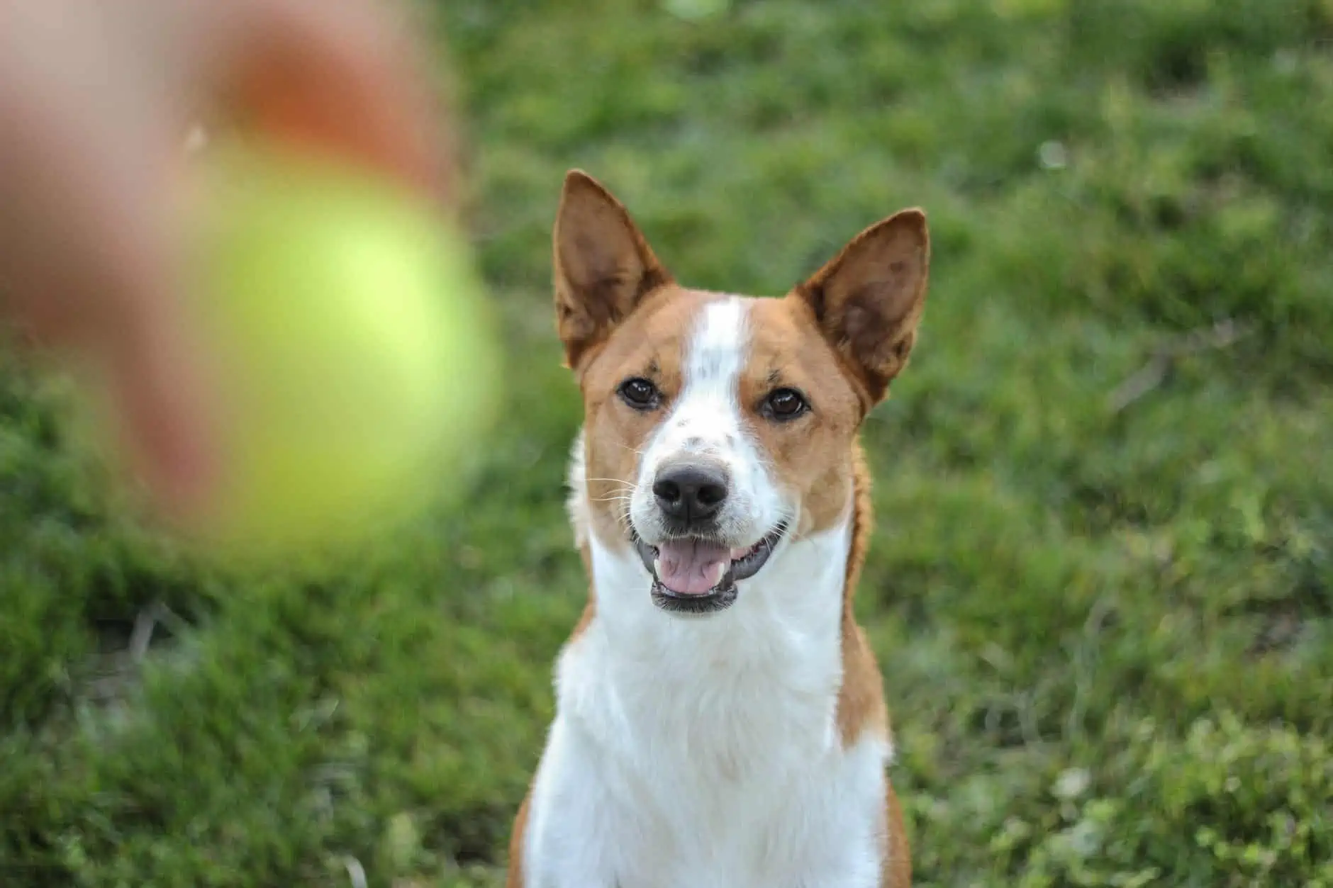 basenji playing