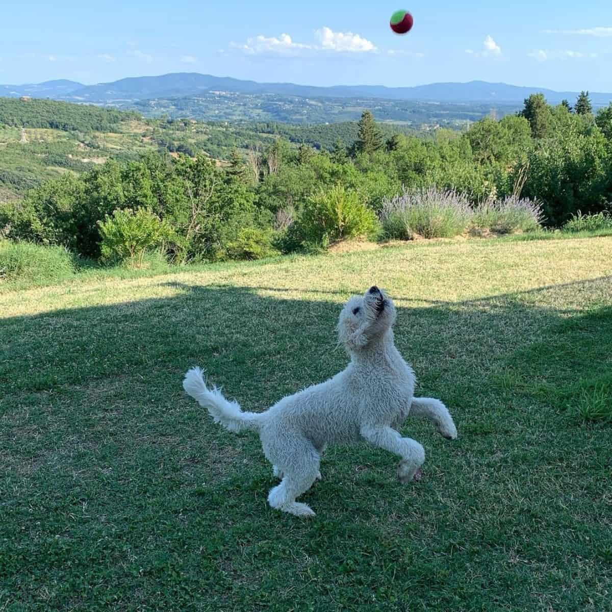 playing Goldendoodle with a ball