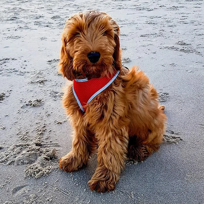 red cockapoo dog on beach