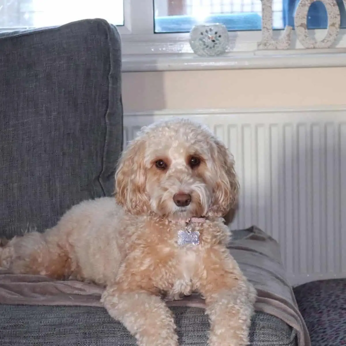 relaxing Cockapoo on couch