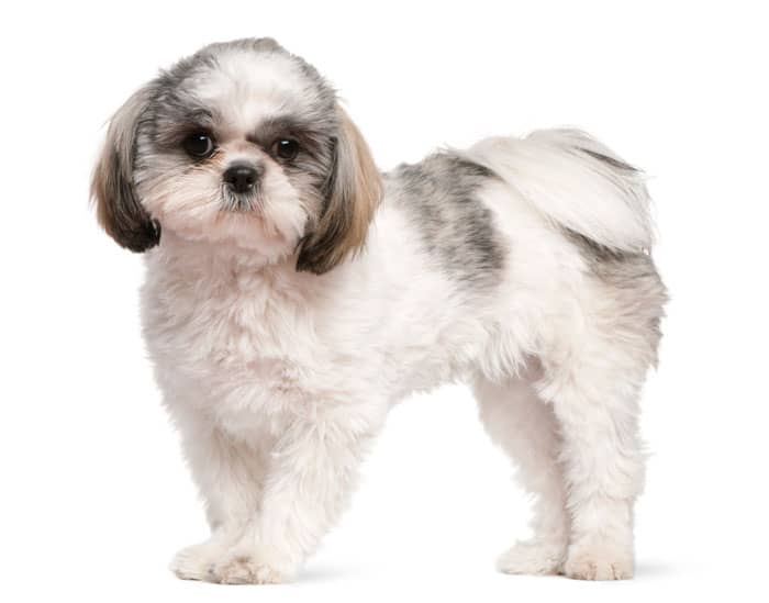 shih tau puppy aged 8 months