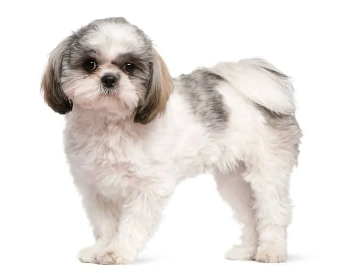 shih tzu puppy aged 8 months