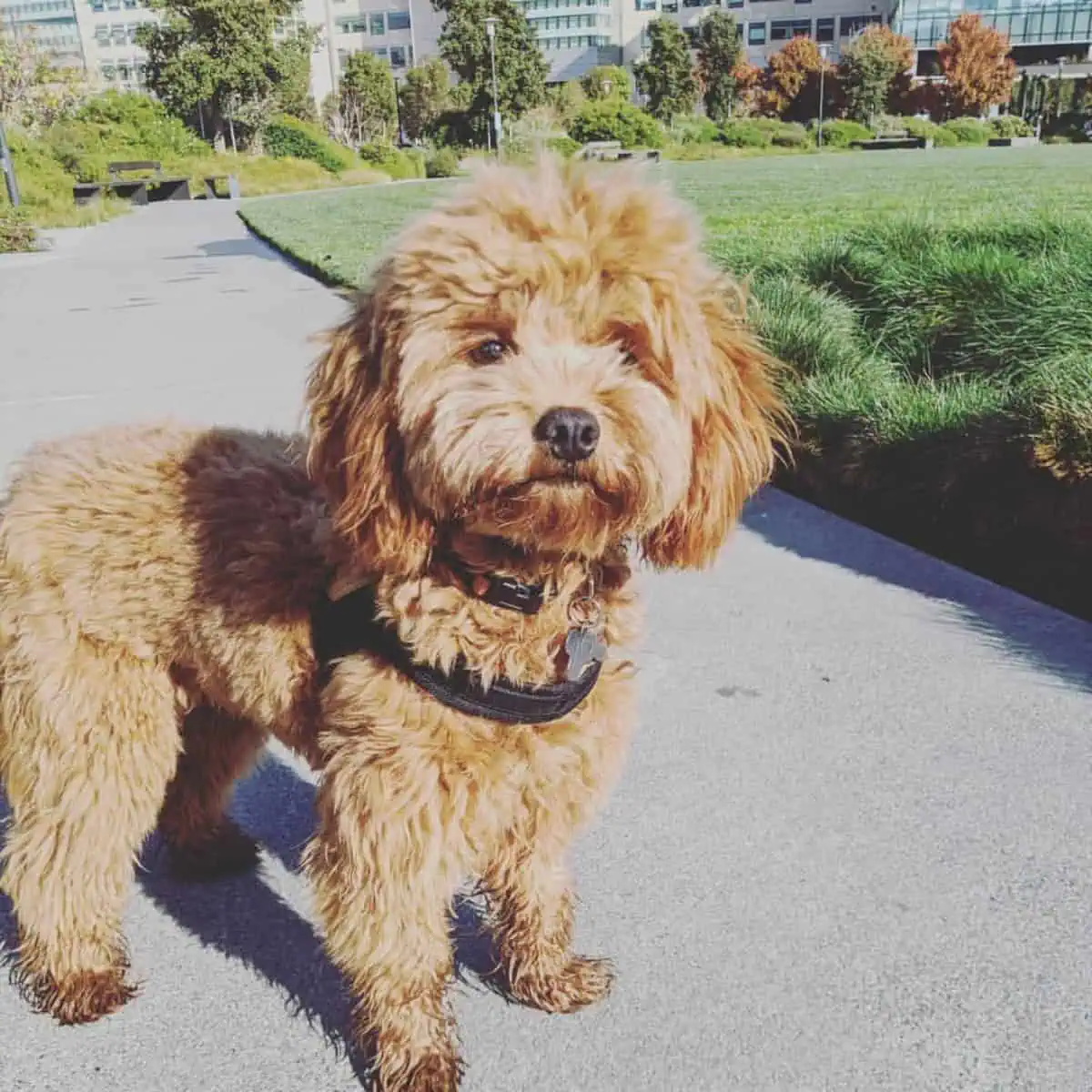 standing Cavapoo puppy