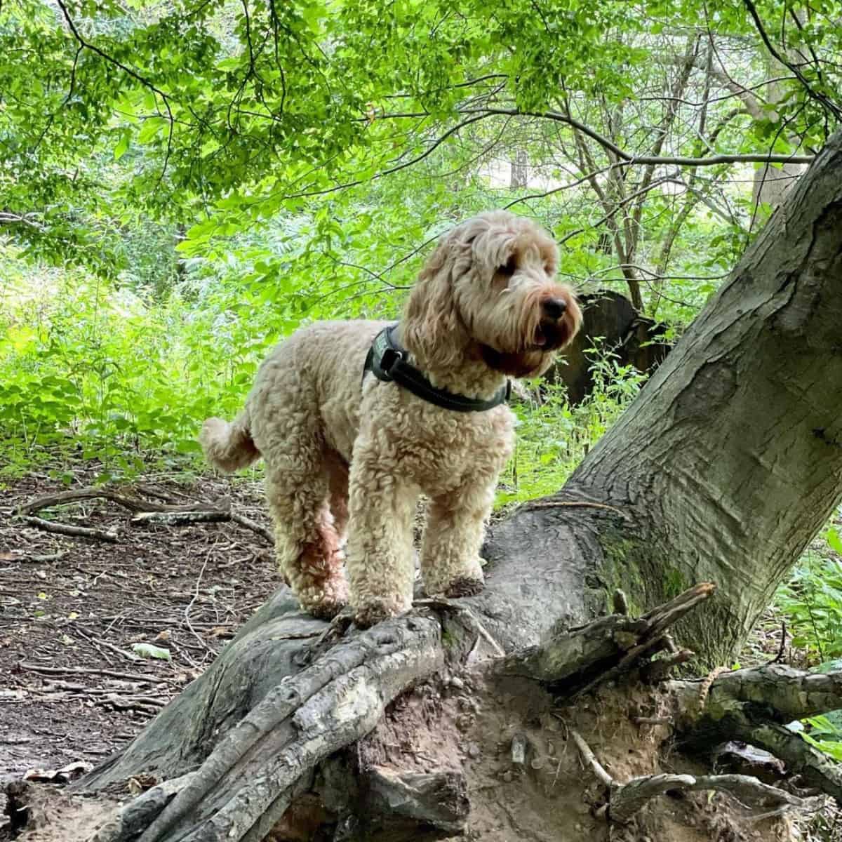 standing Cockapoo into the woods
