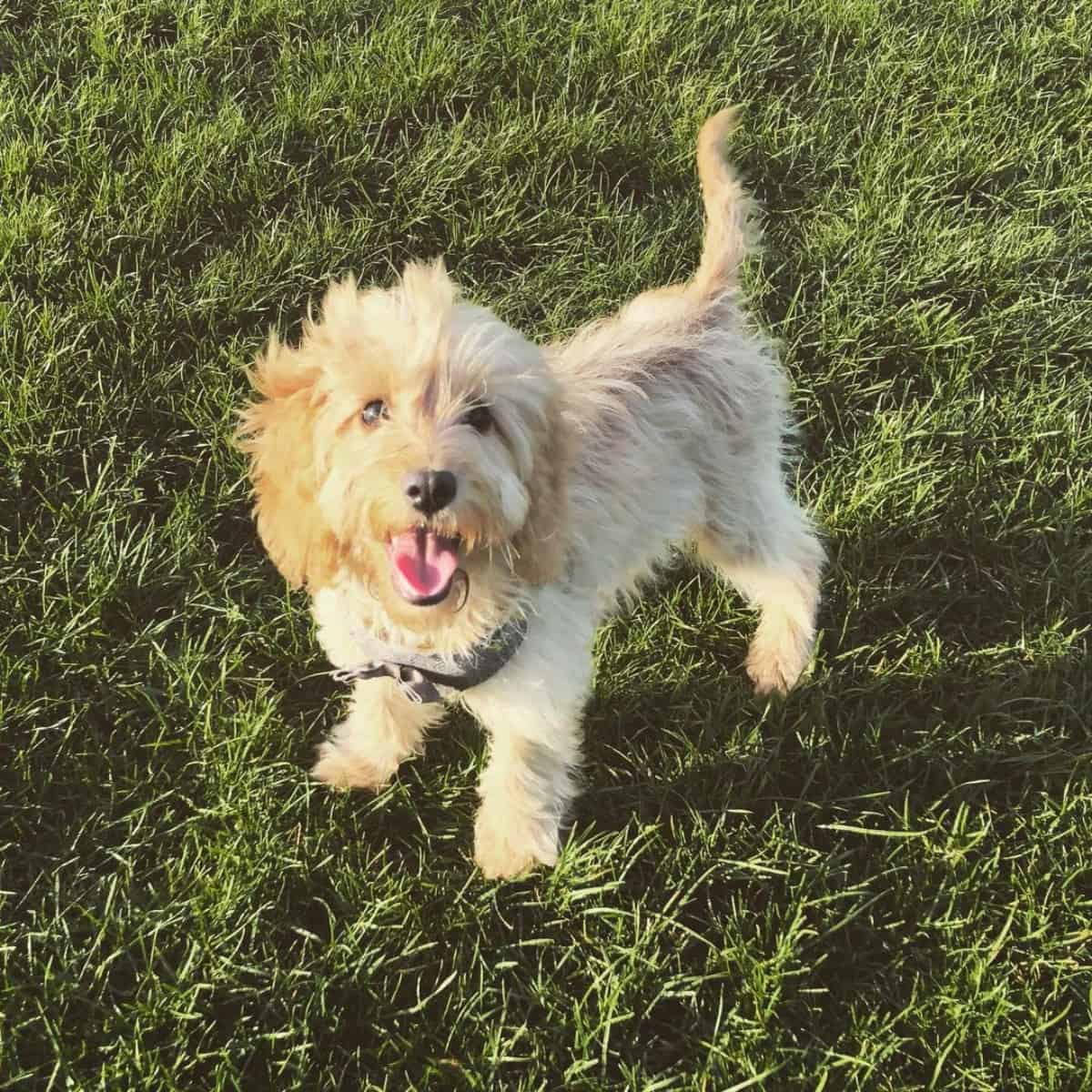 taking Cockapoo for a walk