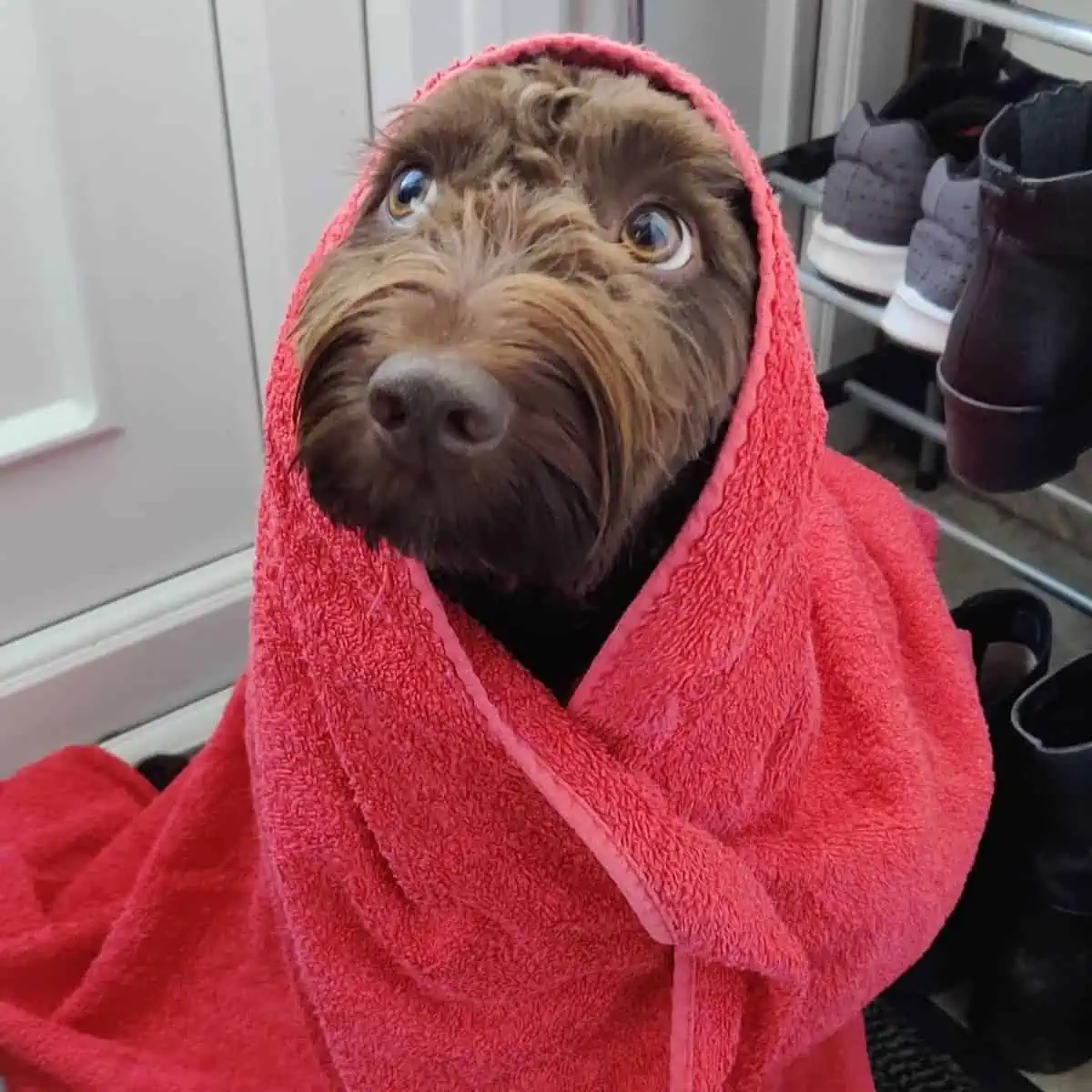 towel for a Cockapoo