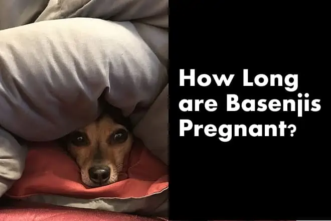 How Long are Basenjis Pregnant For? (Average Weeks)