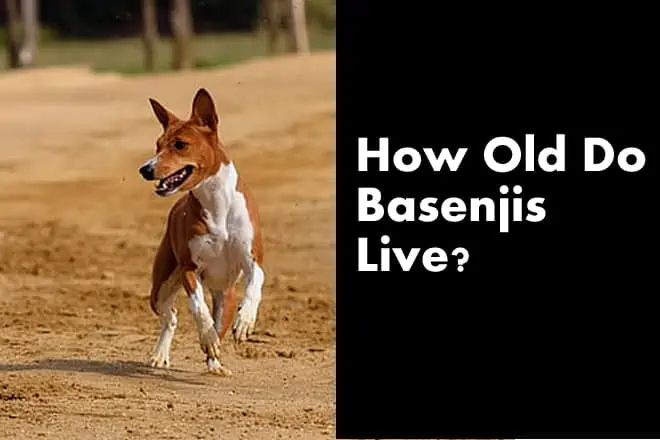 How Old Do Basenjis Live