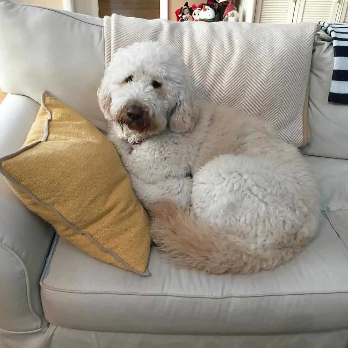 aloof Goldendoodle on couch