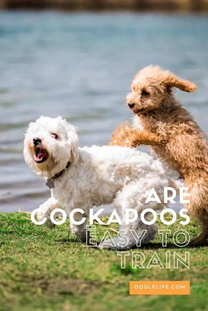 are cockapoos easy to train