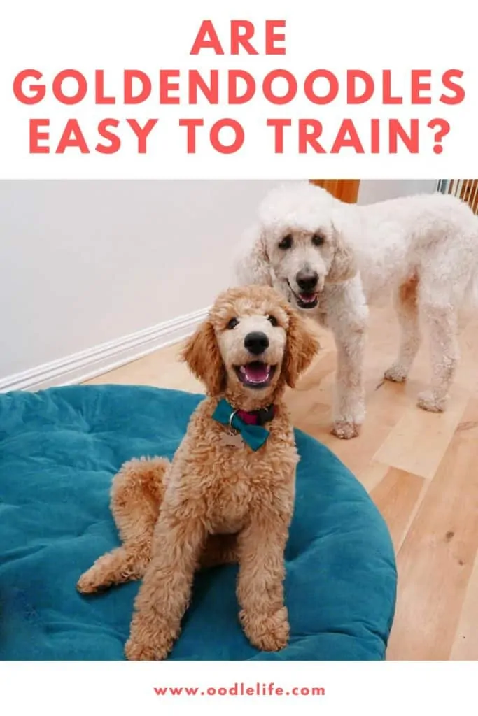 are goldendoodles easy to train