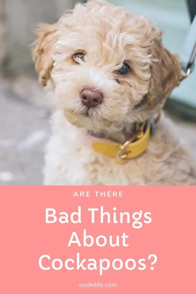 bad things about cockapoos