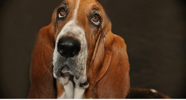 Why a Puppy Cries When Held and How to Stop It from Crying