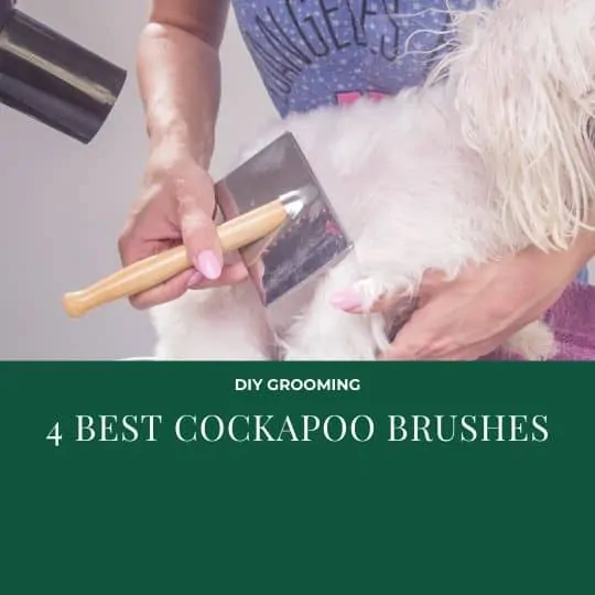 The 4 Best Brushes For Cockapoos (and the Best Comb) You Will Ever Buy