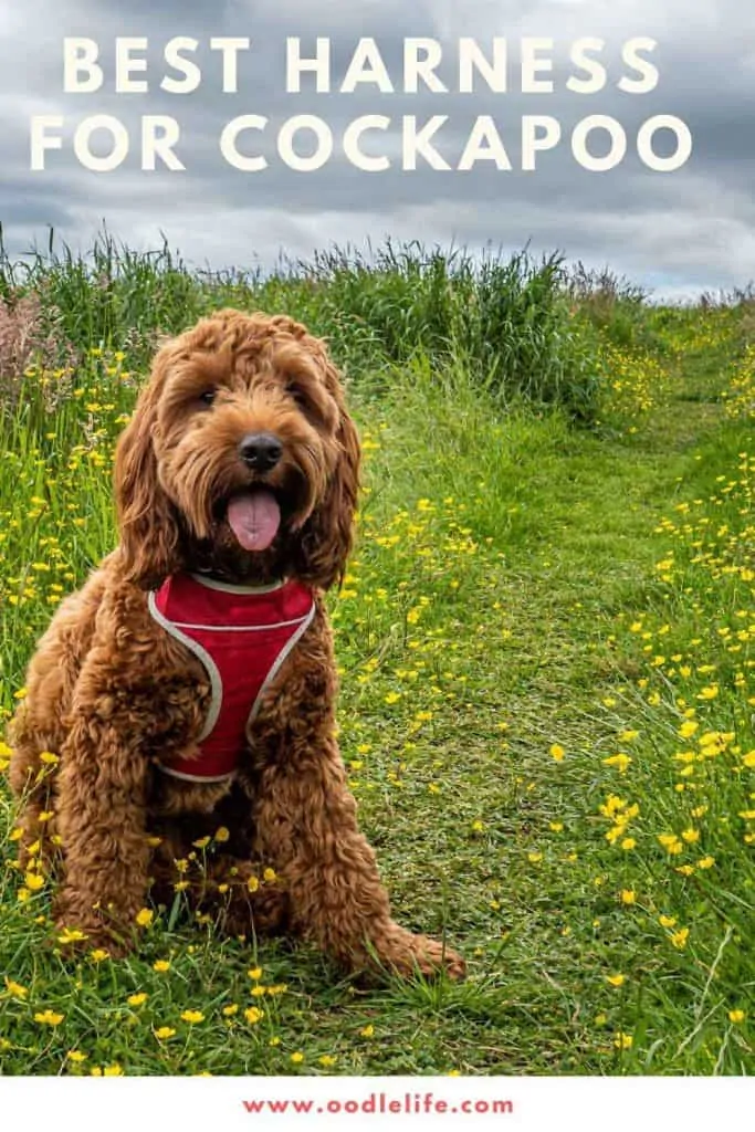 best dog harness for cockapoo