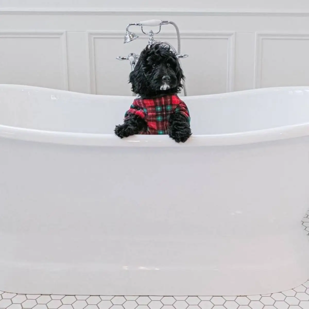 big bathtub for Cockapoo