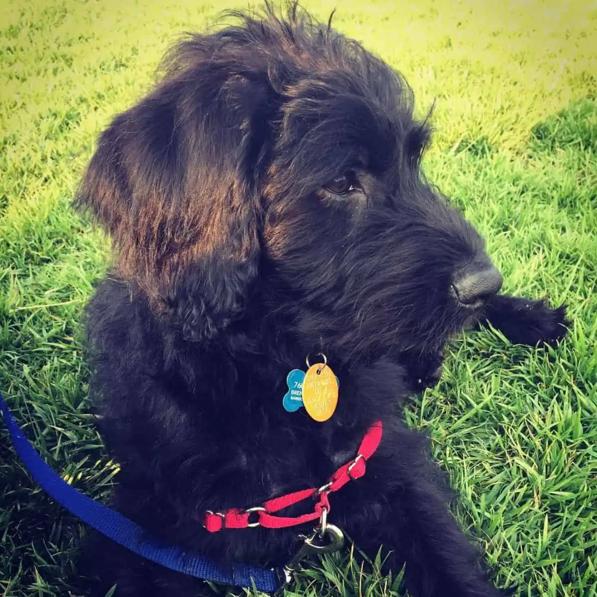 black puppy with harness