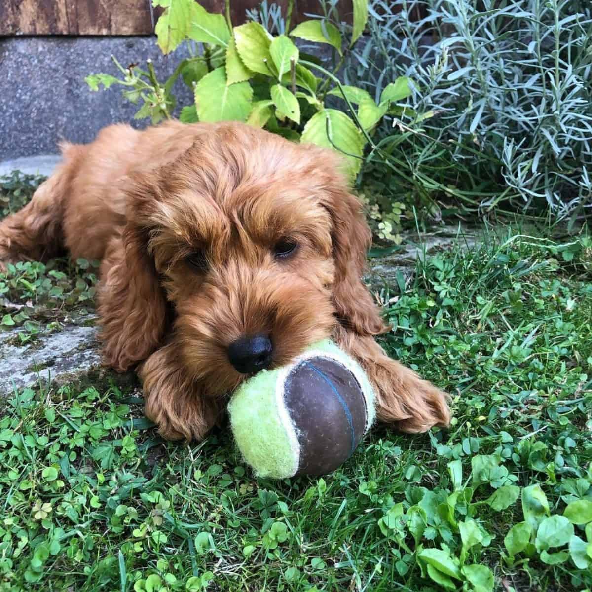 busy Cockapoo with tennis ball