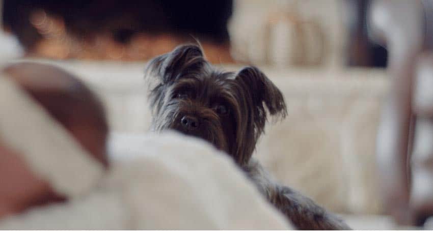 short legged terrier with white coat