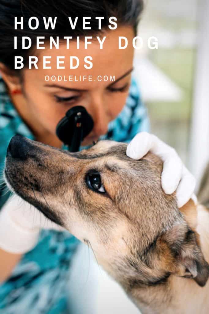 can a vet tell you what breed your dog is