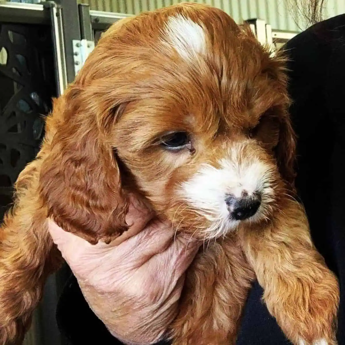 carrying Cavapoo puppy