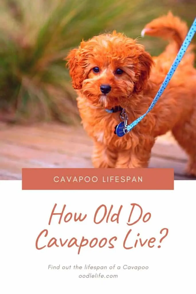 cavapoo lifespan how many years to cavapoo live