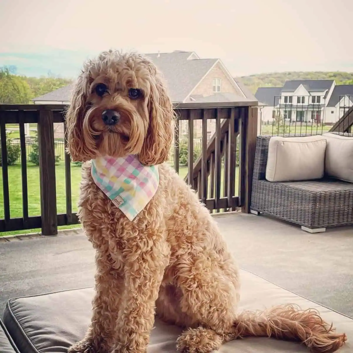 Cavapoo on the porch