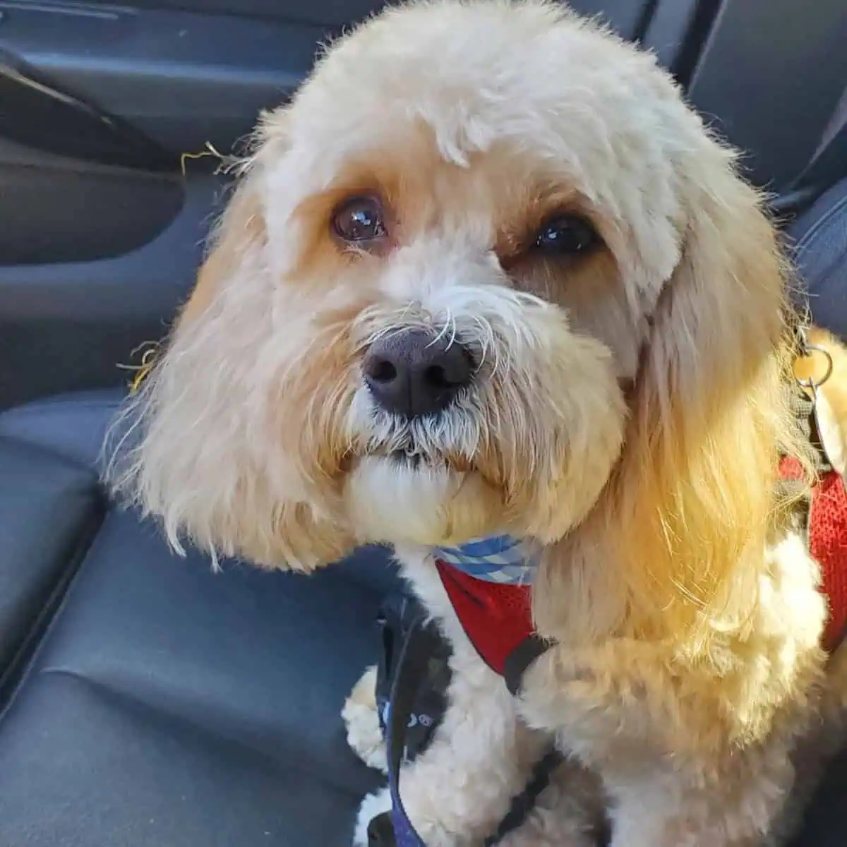 Cavapoo on the way to vet clinic